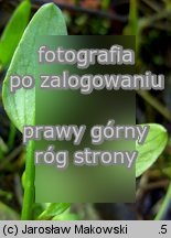 Ranunculus flammula (jaskier płomiennik)