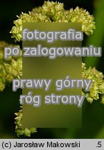 Rodgersia podophylla (rodgersja stopowcolistna)