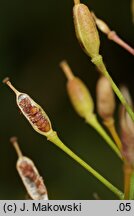 Rorippa ×armoracioides (rzepicha chrzanolistna)