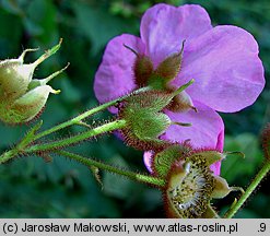 Rubus odoratus (jeżyna pachnąca)