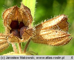 Salvia pratensis (szaÅ‚wia Å‚Ä…kowa)