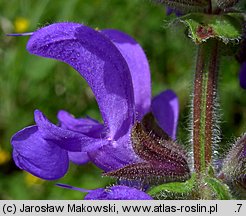Salvia pratensis (szałwia łąkowa)
