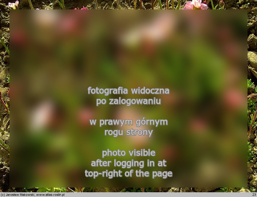 Saxifraga ×arendsii (skalnica Arendsa)
