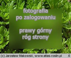 Saxifraga ×arendsii (skalnica Arendsa)