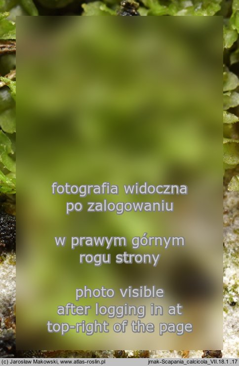 Scapania calcicola (skapanka wapienna)
