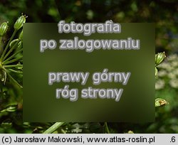 Sium latifolium (marek szerokolistny)