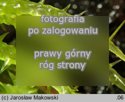 Sphagnum squarrosum (torfowiec nastroszony)