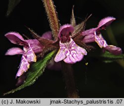 Stachys palustris (czyÅ›ciec bÅ‚otny)