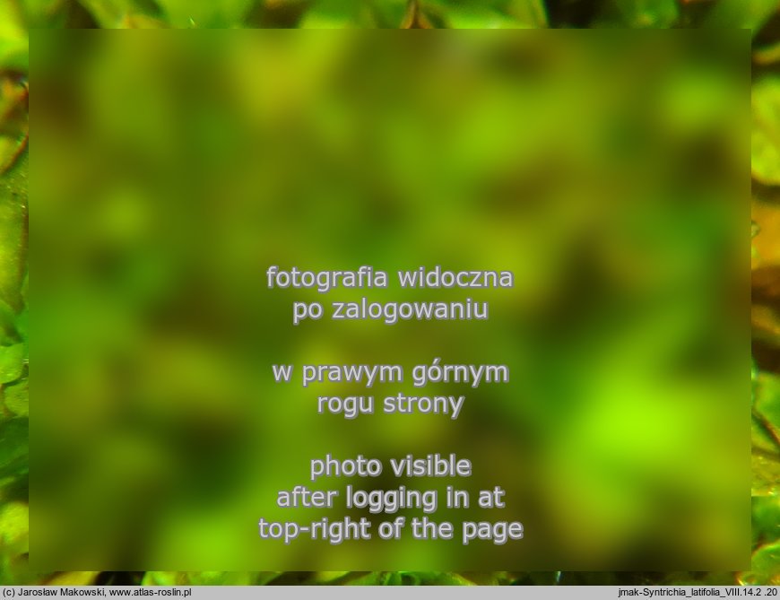 Syntrichia latifolia (pędzliczek szerokolistny)