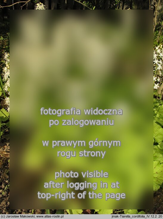 Tiarella cordifolia (tiarella sercolistna)