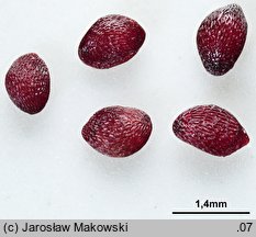 Vaccinium myrtillus (borÃ³wka czarna)