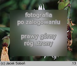 Dianthus plumarius ssp. praecox (goÅºdzik postrzÄ™piony wczesny)