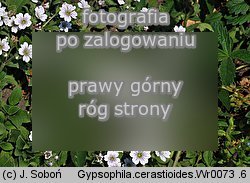 Gypsophila cerastioides (łyszczec rogownicowaty)