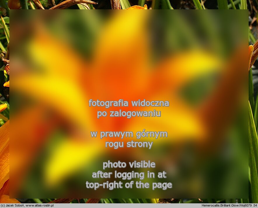 Hemerocallis ×hybrida Brillant Glow