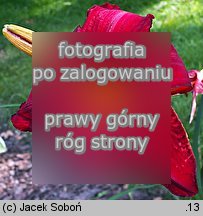 Hemerocallis ×hybrida Kardynał Wyszyński
