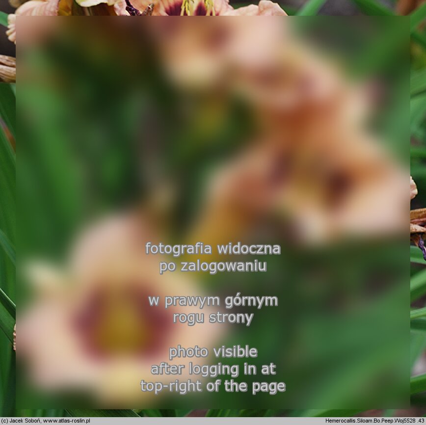Hemerocallis ×hybrida Siloam Bo Peep