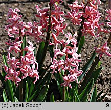 Hyacinthus orientalis (hiacynt wschodni)