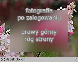 Hydrangea paniculata ‘Pinky Winky’