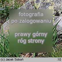 Luzula alpino-pilosa (kosmatka brunatna)