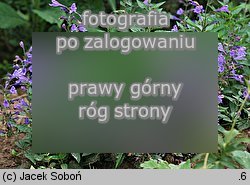 Nepeta sibirica (kocimiętka syberyjska)