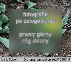 Orthopterum waltoniae