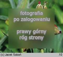 Paeonia officinalis (piwonia lekarska)
