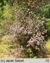 Physocarpus opulifolius (pęcherznica kalinolistna)