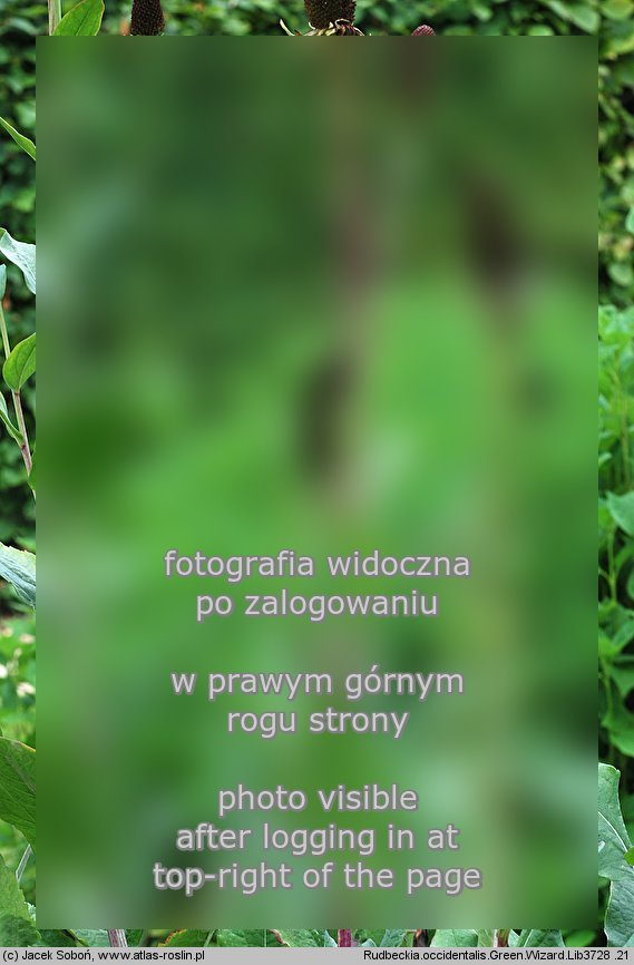 Rudbeckia occidentalis (rudbekia zachodnia)
