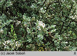 Salix repens ssp. repens var. arenaria (wierzba płożąca typowa odmiana piaskowa)