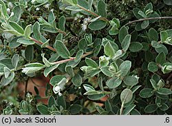 Salix repens ssp. repens var. arenaria (wierzba płożąca typowa odm. piaskowa)