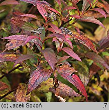 Spiraea japonica â€˜Anthony Watererâ€™