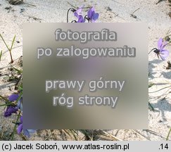 Viola tricolor ssp. curtisii (fioÅ‚ek trÃ³jbarwny nadmorski)