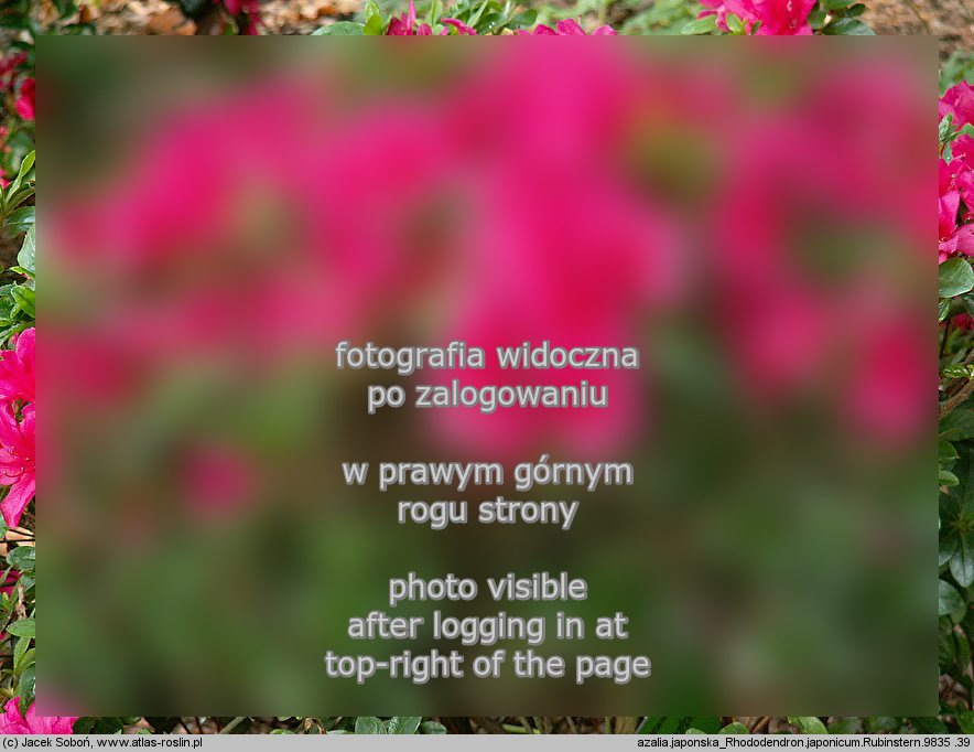 Rhododendron â€˜Rubinsternâ€™