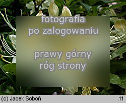 Rhododendron occidentale (rÃ³Å¼anecznik zachodni)