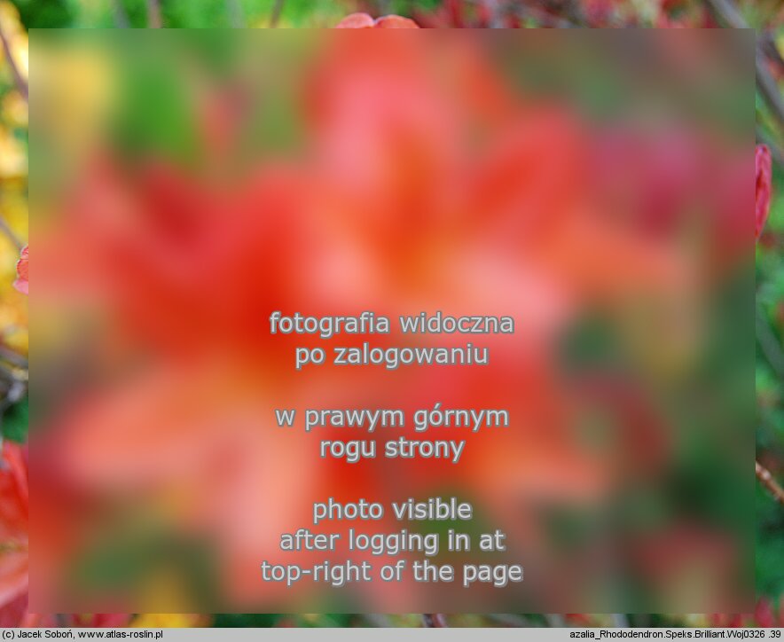 Rhododendron Spek's Brilliant