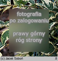 Betula nigra (brzoza nadrzeczna)
