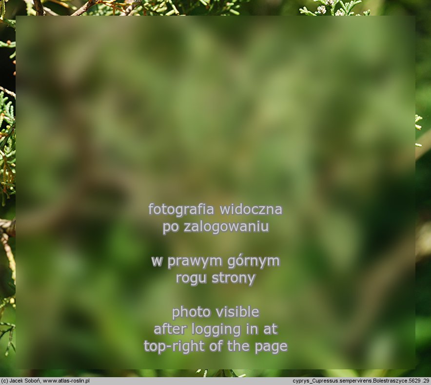 Cupressus sempervirens (cyprys wiecznie zielony)