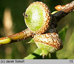 Quercus palustris (dÄ…b bÅ‚otny)