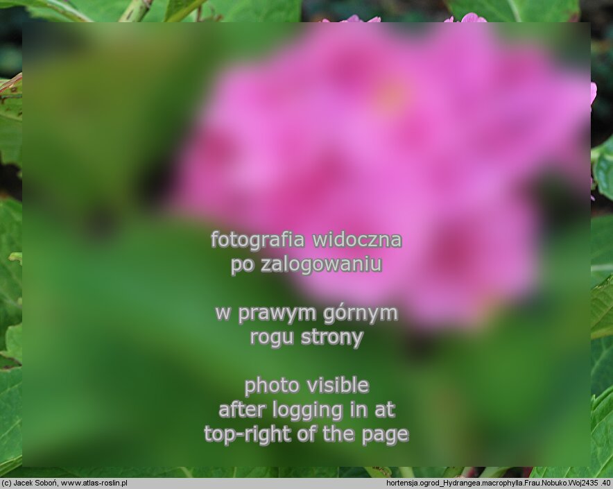 Hydrangea macrophylla ‘Frau Nobuko’