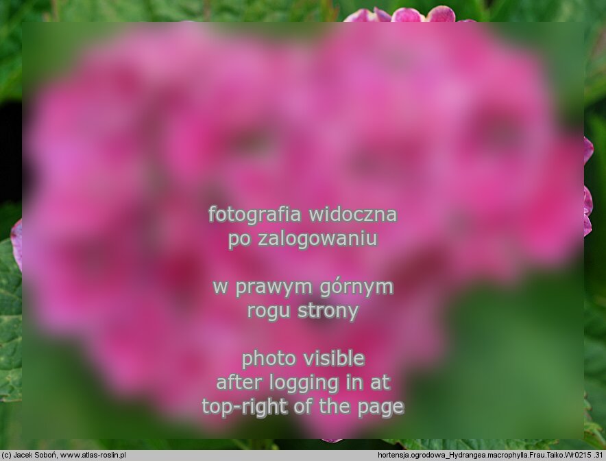 Hydrangea macrophylla ‘Frau Taiko’