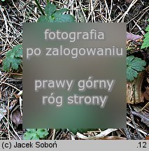 Ranunculus serpens ssp. nemorosus (jaskier gajowy typowy)
