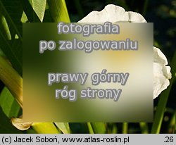 Sagittaria latifolia (strzałka szerokolistna)