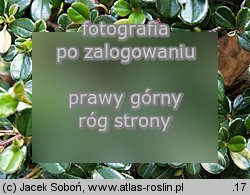 Cotoneaster rotundifolius (irga okrÄ…gÅ‚olistna)