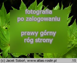 Acer shirasawanum (klon Shirasawy)