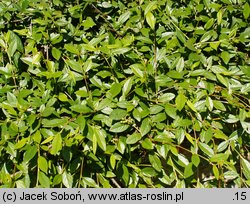 Cotoneaster salicifolius (irga wierzbolistna)