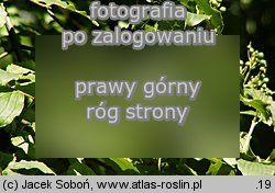 dereń świdwa południowy (Cornus sanguinea ssp. australis)