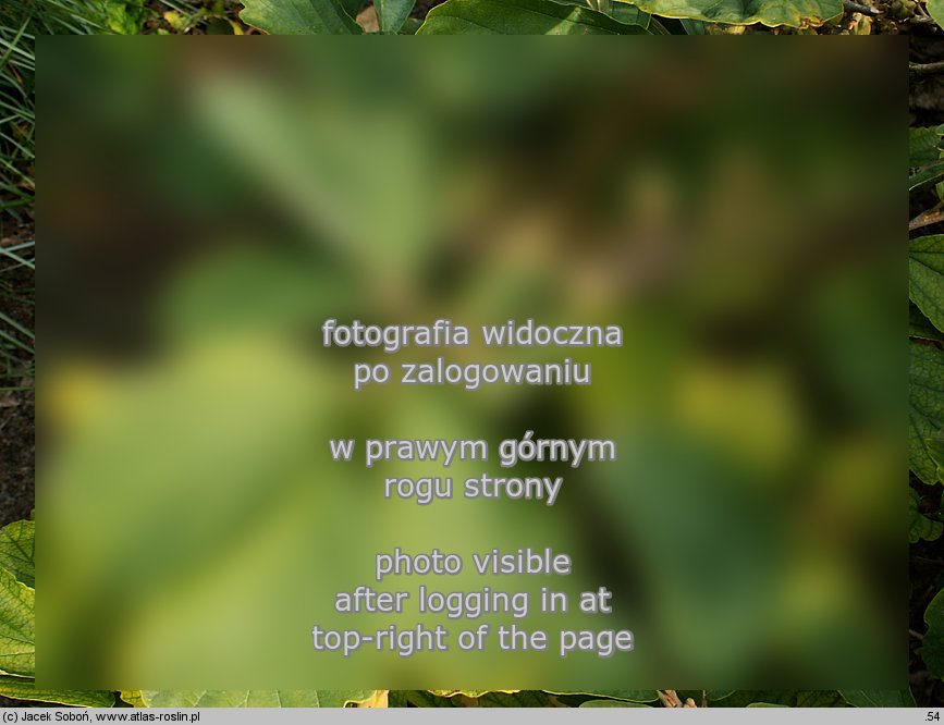 Hamamelis vernalis (oczar wiosenny)