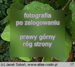 Viburnum buddlejifolium (kalina miękkolistna)