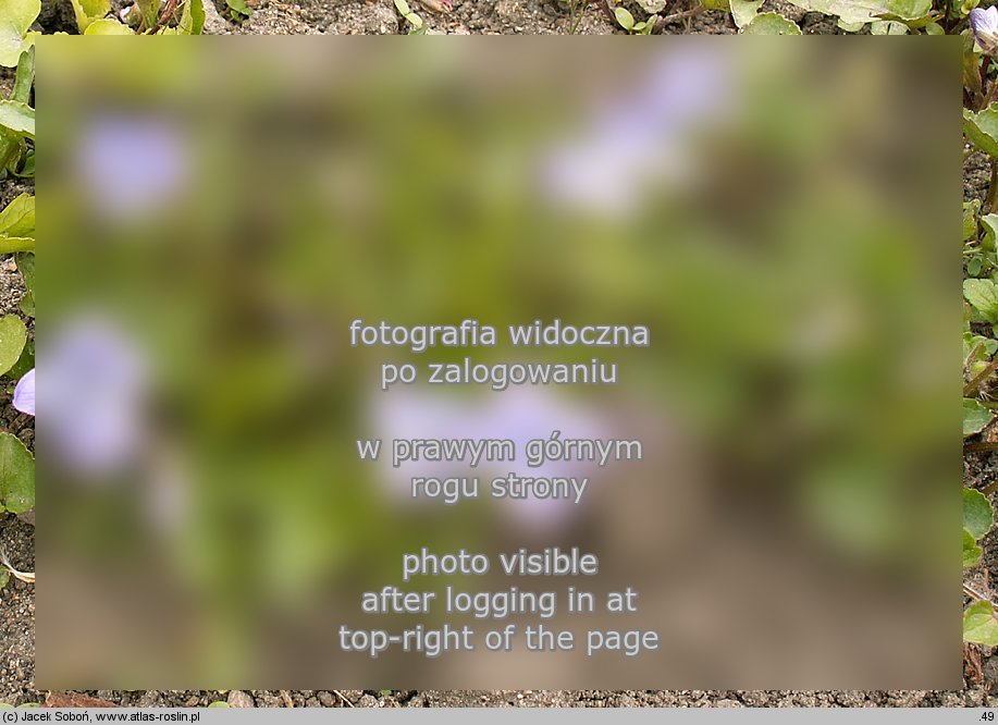 Viola palmata (fiołek dłoniasty)