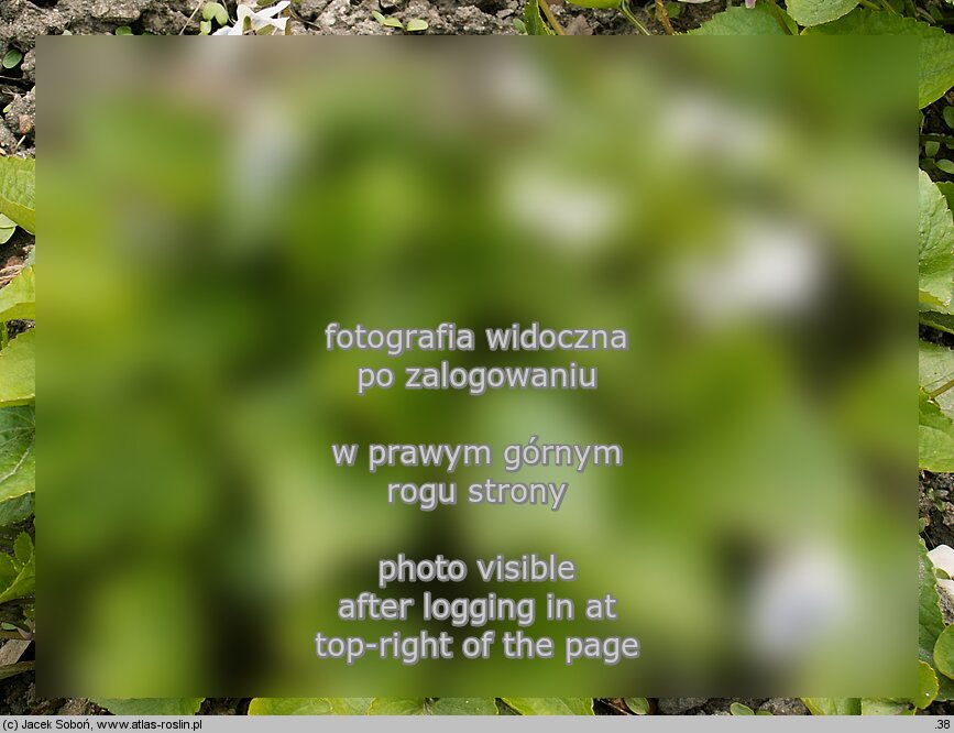 Viola sororia (fiołek motylkowaty)